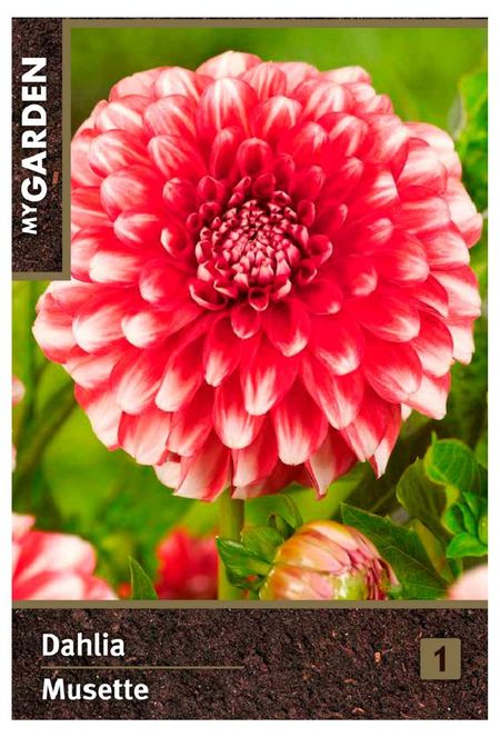 Георгина бордюрная My Garden Мьюзет, 1 шт
